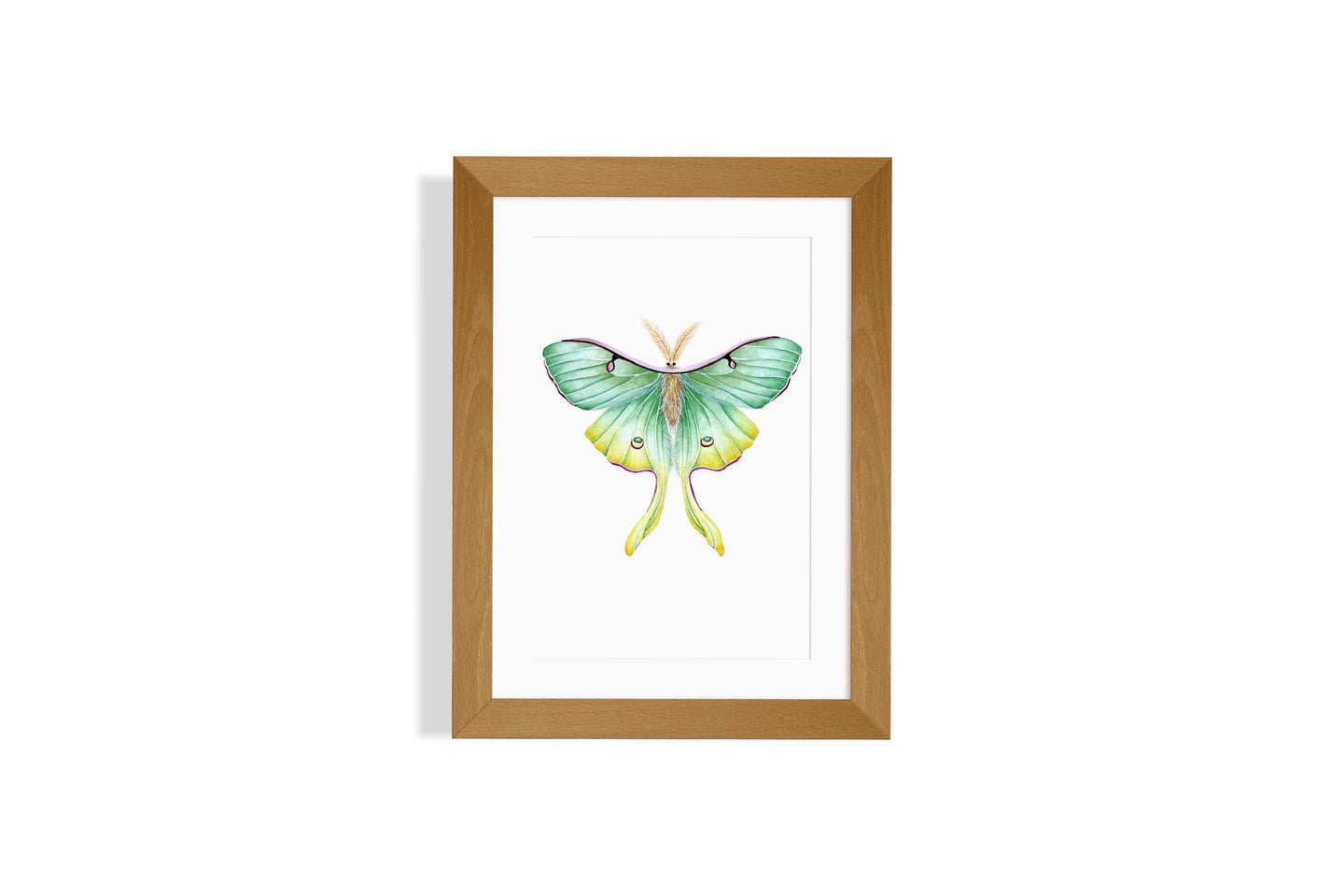 Luna Moth Art Print